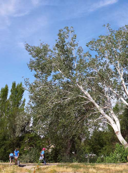 birch tree